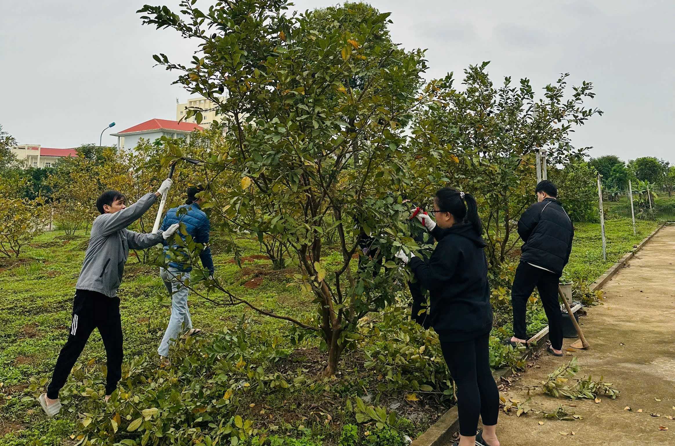 Sinh viên ngành Khoa học cây trồng, Khoa NLNN sôi nổi tham gia thực hành học phần  Cây ăn quả, nhằm nâng cao kỹ năng tay nghề và gắn lý thuyết với thực tiễn sản xuất.